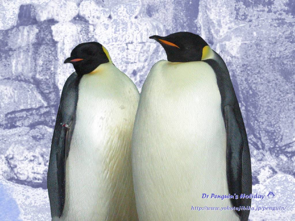 壁紙 ペンギン